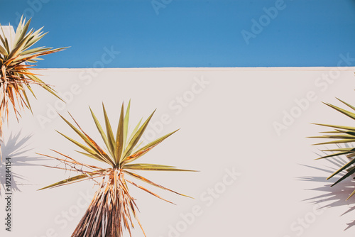 palm tree on white wall background