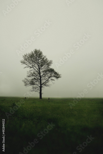 two people on a background of a tree in the fog