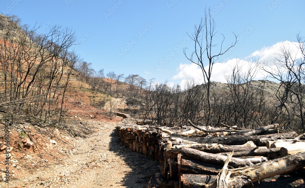 Planting trees in the burnt mountain forest of Marmaris Planting trees in the burnt mountain forest of Marmaris