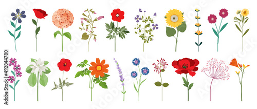 Collection of colorful floral elements in flat color. Set of spring and summer wild flowers, plants, branches, leaves and herb. Hand drawn of blossom vectors for decor, website, graphic and shop