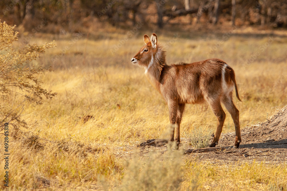 Wild Waterbuck / Cobo Meia Lua (Kobus ellipsiprymnus) antelope in Botswana, Africa Wild Waterbuck / Cobo Meia Lua (Kobus ellipsiprymnus) antelope in Botswana, Africa
