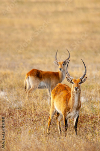 Wild Red Lechwe Antelope - Kobus leche in its natural environment of the African savannah living in the wild in Botswana, Africa