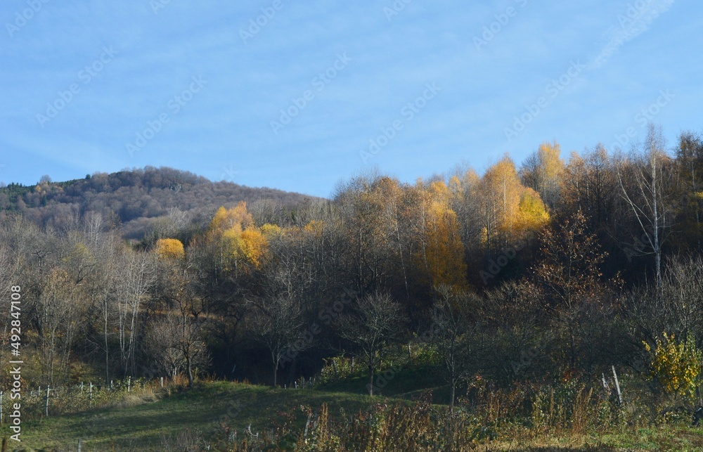 Fototapeta premium forest landscape in autumn colors