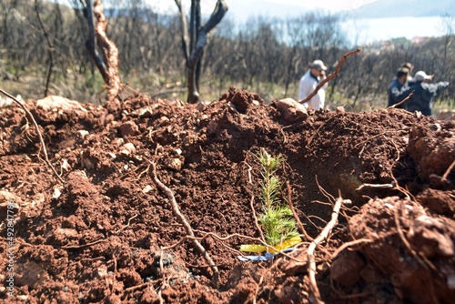 Planting trees in the burnt mountain forest of Marmaris