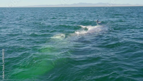Whale lifts its head out of the water. Big mammals gray whales of Baja California Mexico. Beautiful blue water of the lagoon. video footage photo