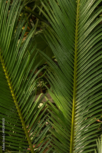 Large leaves of the cycas revoluta plant in the greenhouse of the Winter Garden. Blur and selective focus. Full frame. top view.