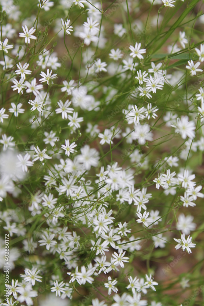 Unedited nature closeups. Pure depictions of plants and insects. Soft and clean. Unedited nature closeups. Pure depictions of plants and insects. Soft and clean.