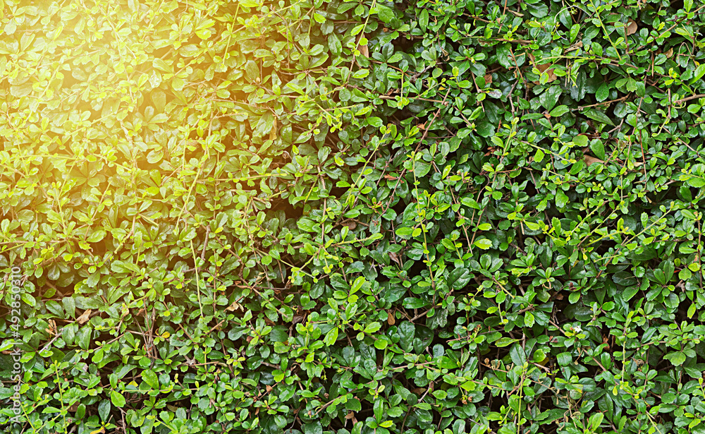green bush background for design material
