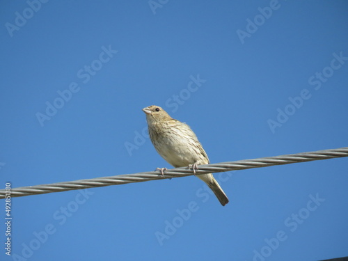 Sicalis flaveola Ave Pajarito