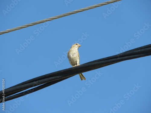 Sicalis flaveola Ave Pajarito