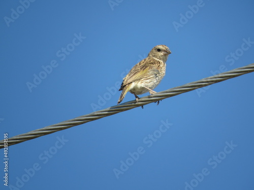 Sicalis flaveola Ave Pajarito