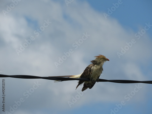 Guira guira Ave Pirincho