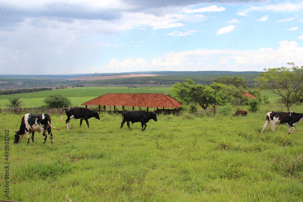 Cattle grazing in a green field on a farm. Summer green meadow. Cattle grazing in a green field on a farm. Summer green meadow.