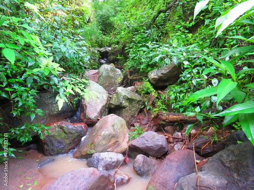Quadro em tela plants germinating, in bud, in the natural environment and planted, in dry, inho