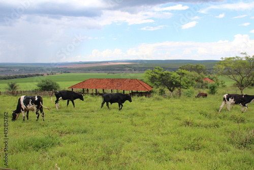 Cattle grazing in a green field on a farm. Summer green meadow.