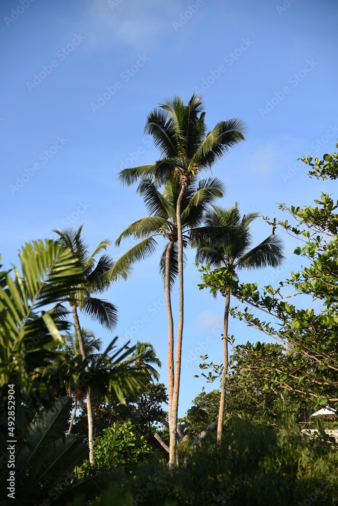 Tall Palm Trees against blue sky