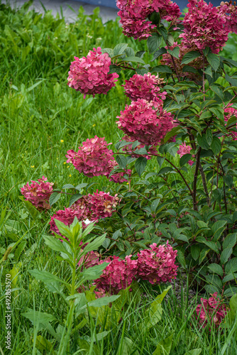 A large peegee hydrangea (Hydrangea paniculata Grandiflora') photo