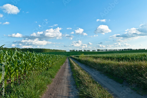 road corn grows on a summer field