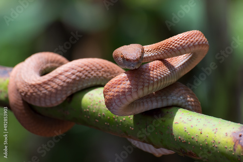 Red mangrove pit viper coiled around a tree branch