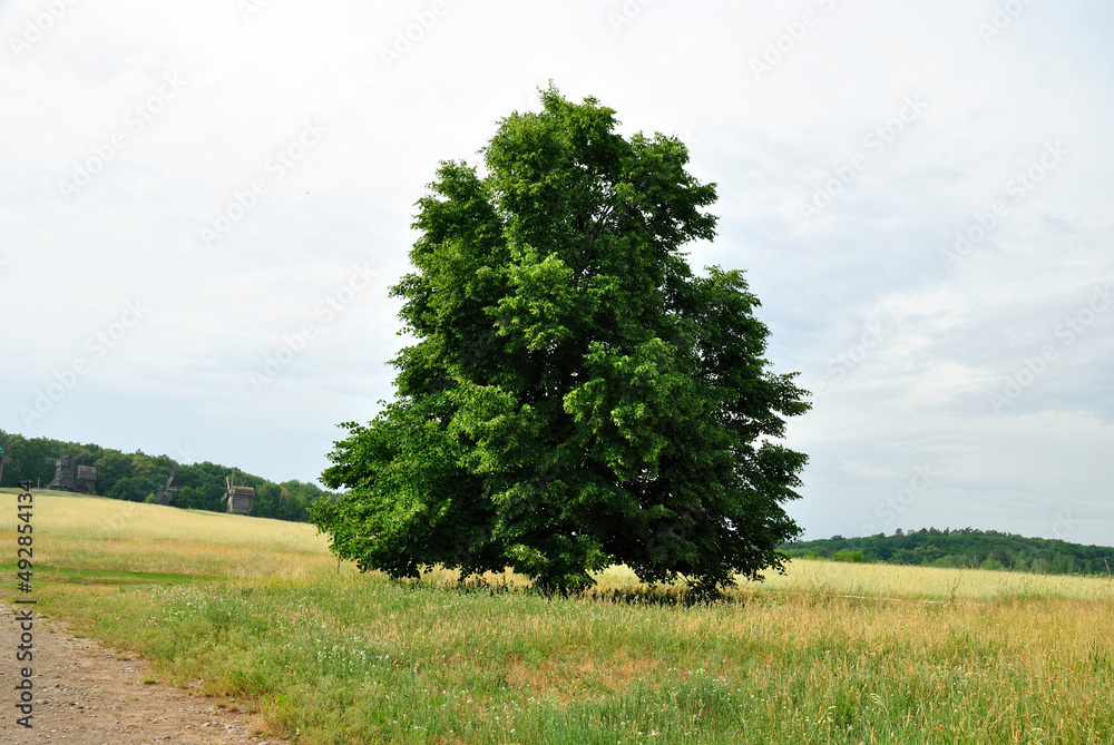 Fototapeta premium tree nature on the background of the old village Ukraine