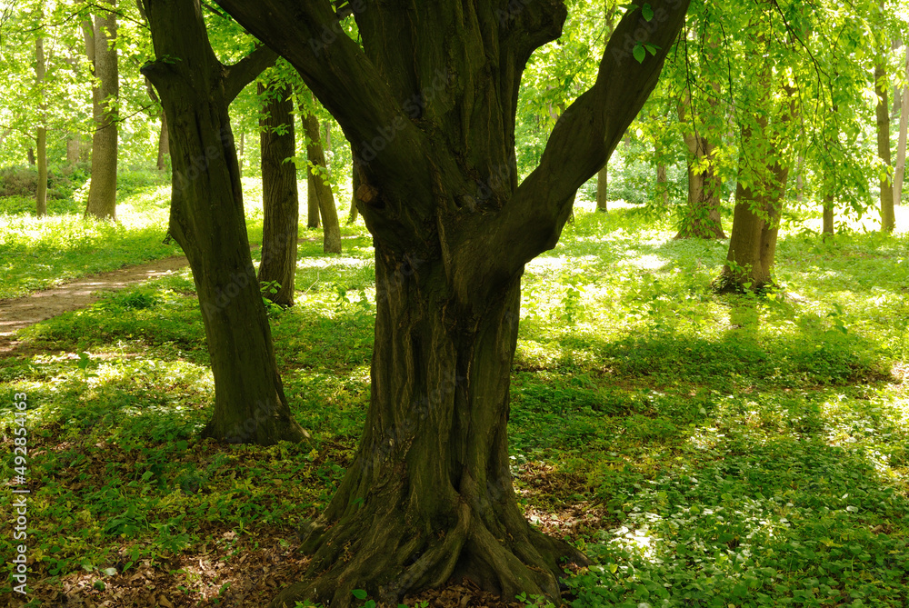 Naklejka premium trees summer nature park background