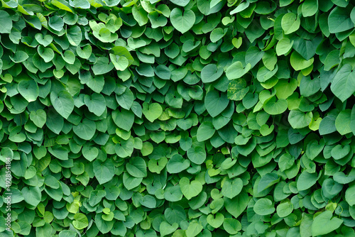 wall braided with green leaves background
