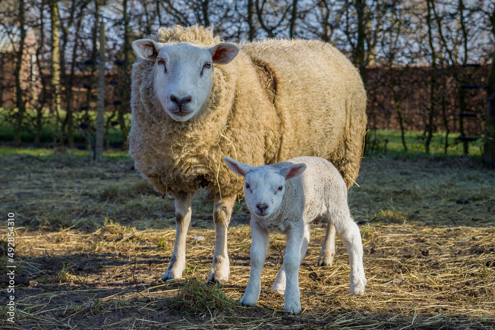 Fototapeta premium ein Schaf mit ihrem Lamm steht auf einer Weide