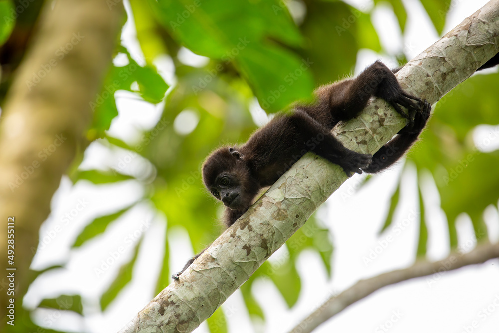 Baby mantled howler monkey on a branch