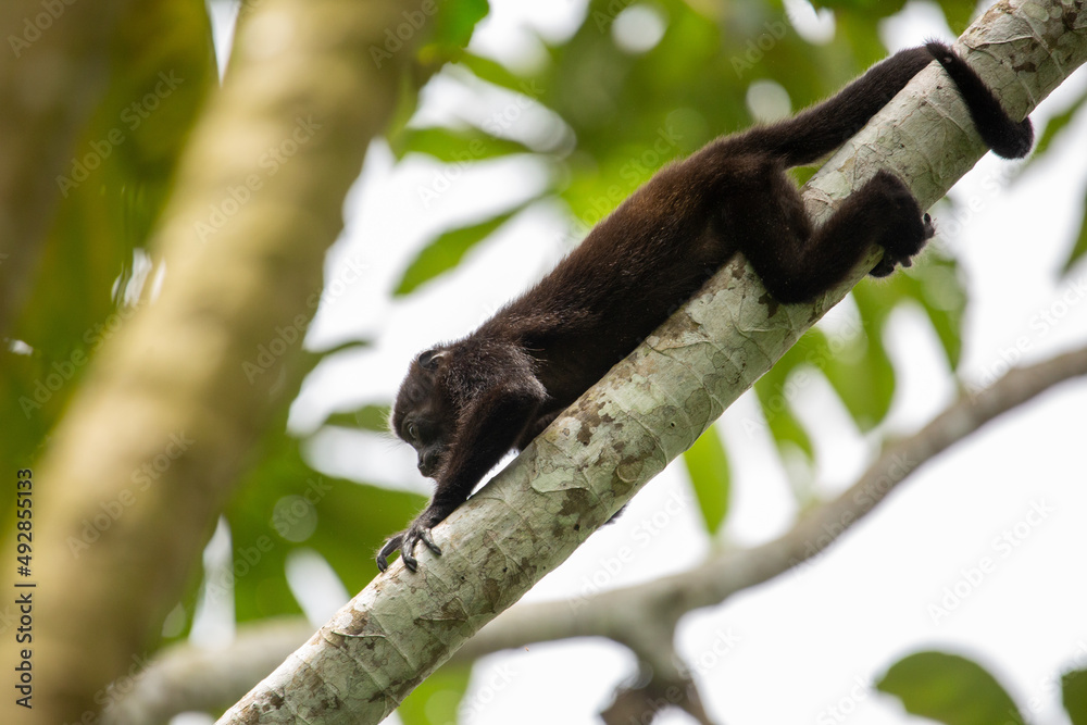 Baby mantled howler monkey on a branch