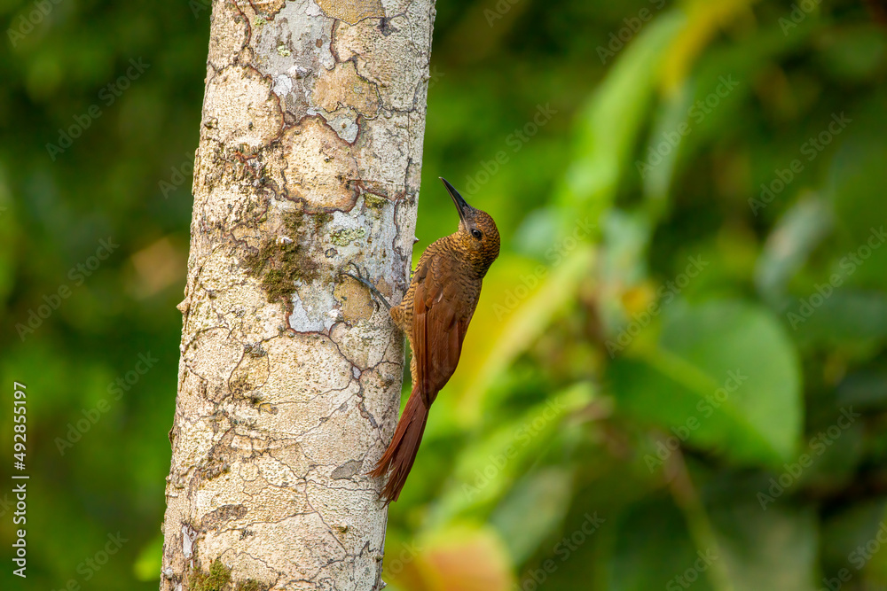Northern-barred tree creeper on a tree trunk Northern-barred tree creeper on a tree trunk