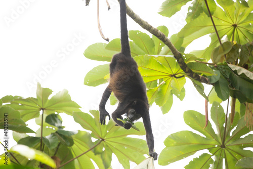 Mantled Howler Monkey swining photo