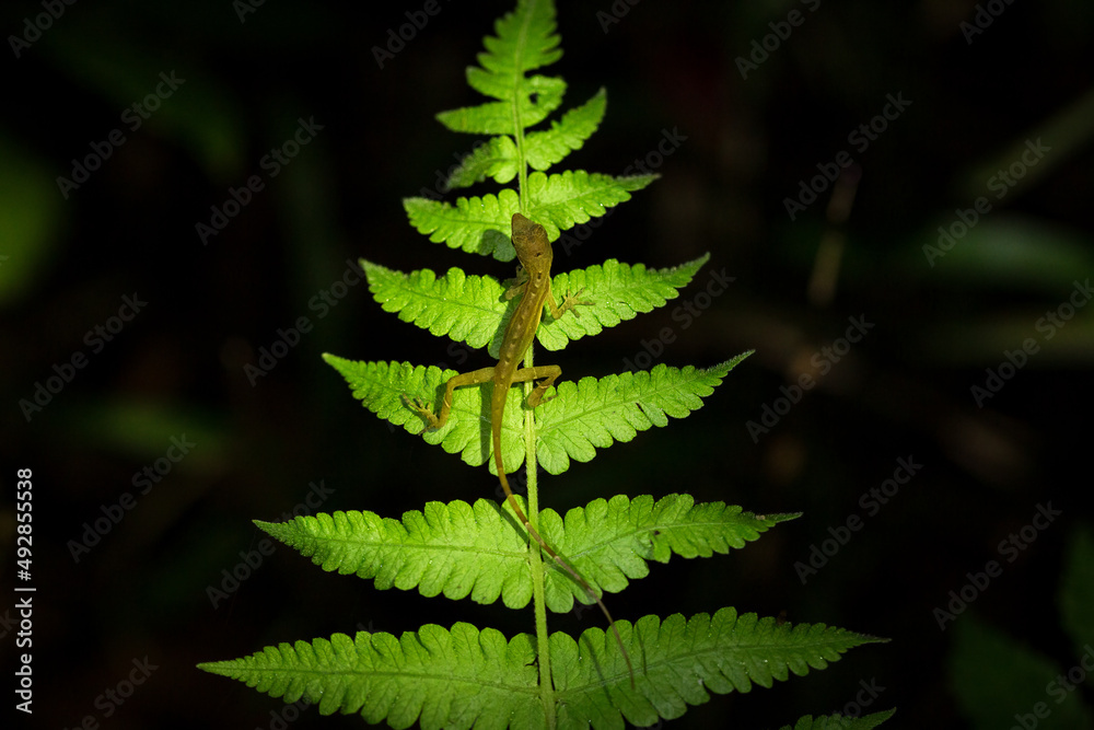 Anole lizard on a fern