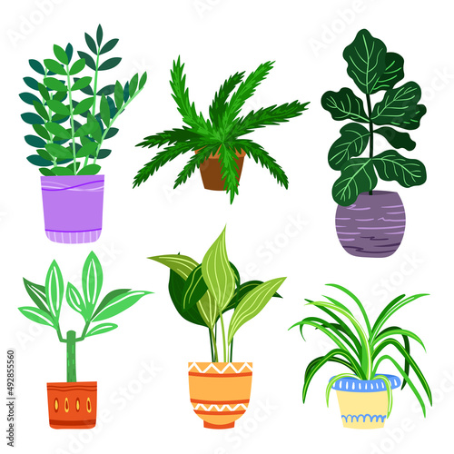 Vector set of decorative leafy houseplants. Set of houseplants in flowerpots