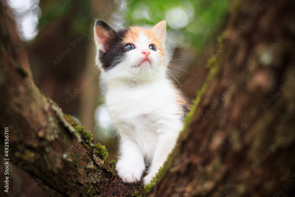 Summer, a small multi-colored, beautiful kitten sits on a tree and looks out, a kitten close-up. Summer, a small multi-colored, beautiful kitten sits on a tree and looks out, a kitten close-up.