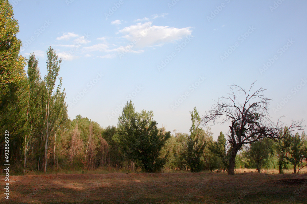 Trees with blue sky and clouds