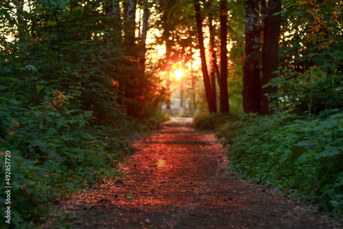 Fototapeta Naklejka Na Ścianę i Meble -  Path in the park at sunset, bright orange sun, trees around, summer, nature.
