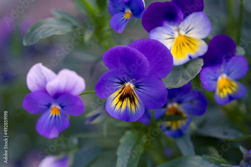 Adorable blooming pansies in summer garden on natural background