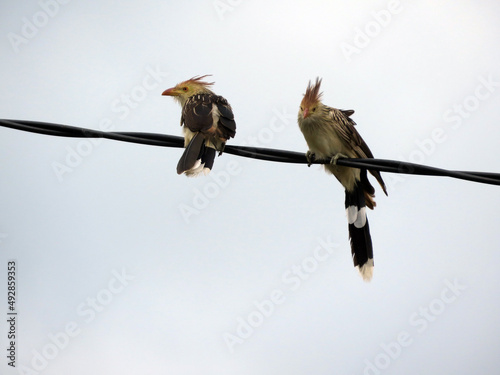Pajaro Ave en los cables