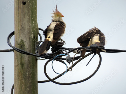 Pajaro Ave en los cables