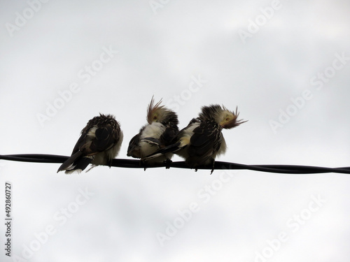 Pajaros Aves en los cables
