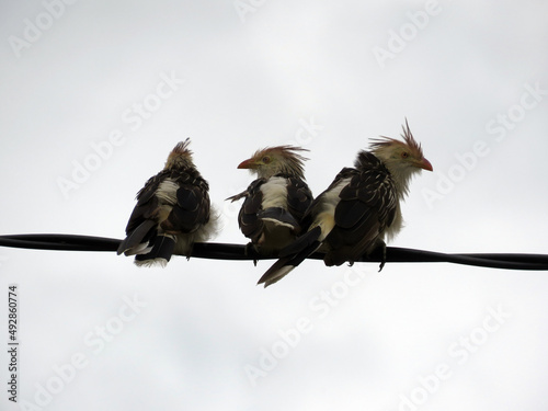Pajaros Aves en los cables