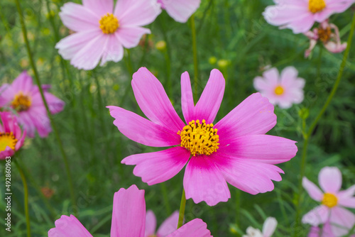 Cosmos flower in close up garden