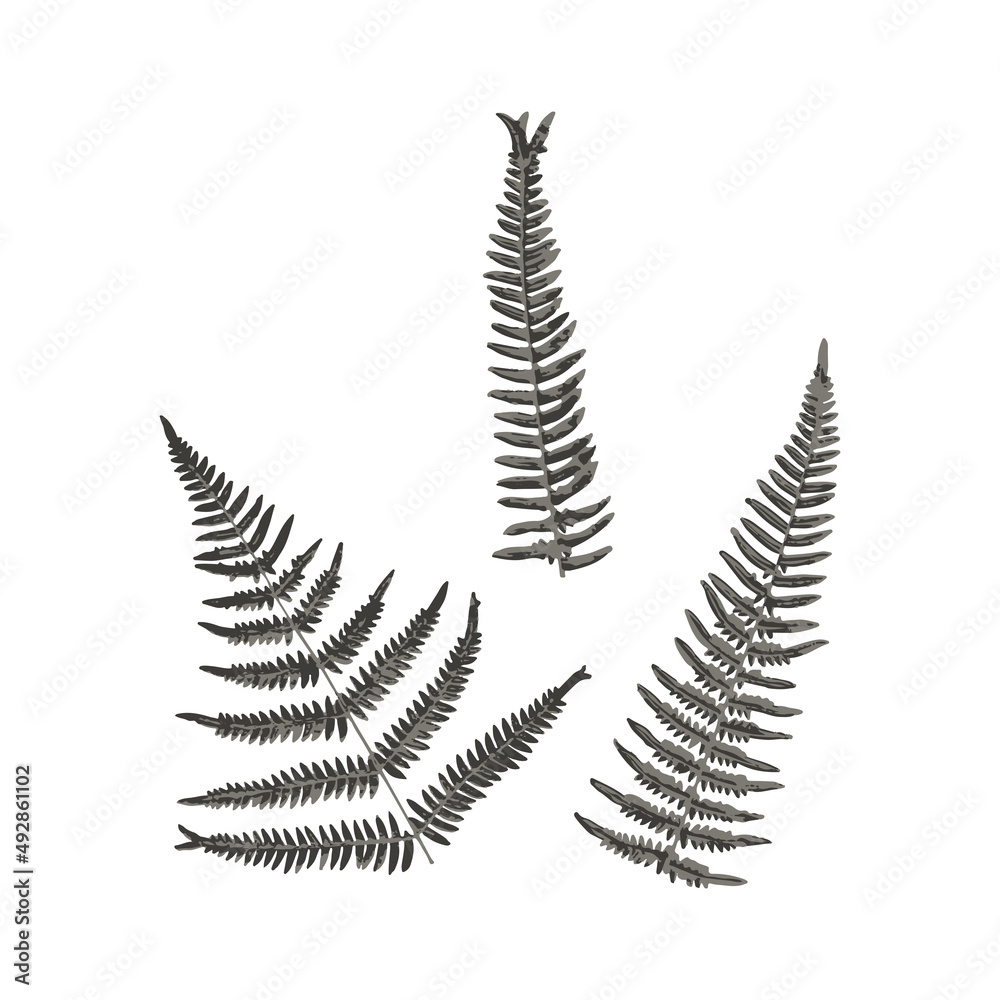 Fern print. The scanned fern is real. Fern print. The scanned fern is real.
