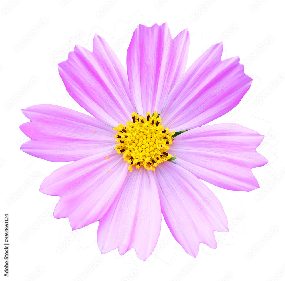 Pink Cosmos flower isolated on white background.