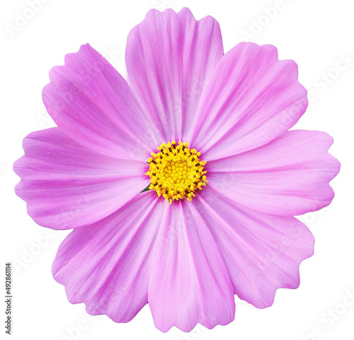 Pink Cosmos flower isolated on white background. © TeacherX555