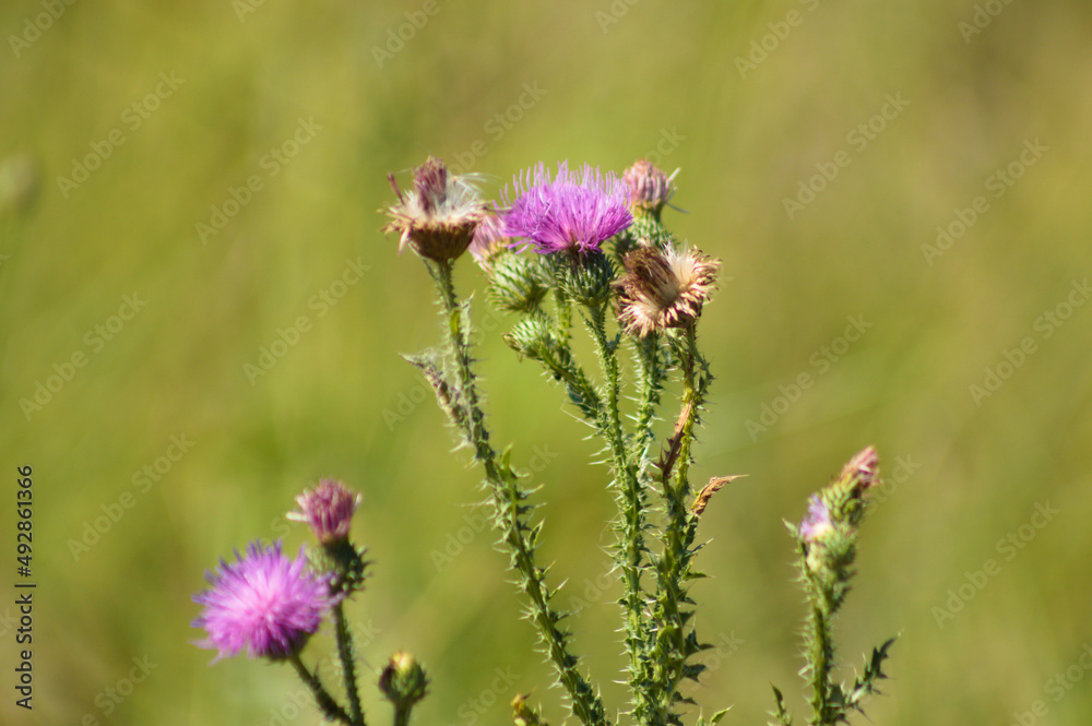 Spiny plumeless thistle in bloom closeup view with green blurred background Spiny plumeless thistle in bloom closeup view with green blurred background