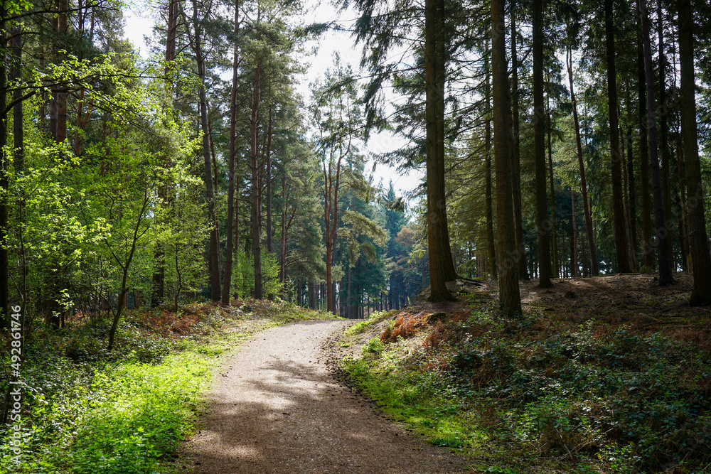Single track road in the middle of a forest in the summer Single track road in the middle of a forest in the summer