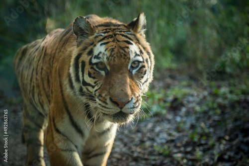 Close up portrait of a Tiger 