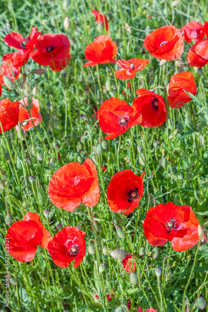colorful red poppy flowers in the meadow colorful red poppy flowers in the meadow