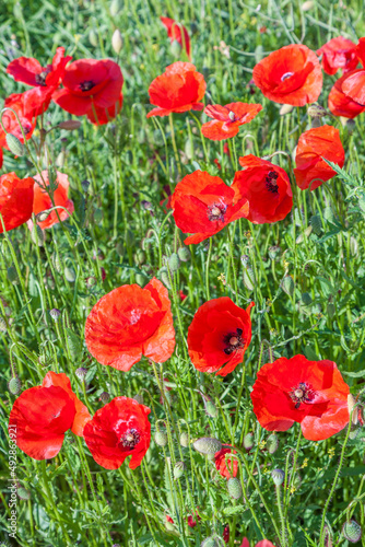 colorful red poppy flowers in the meadow